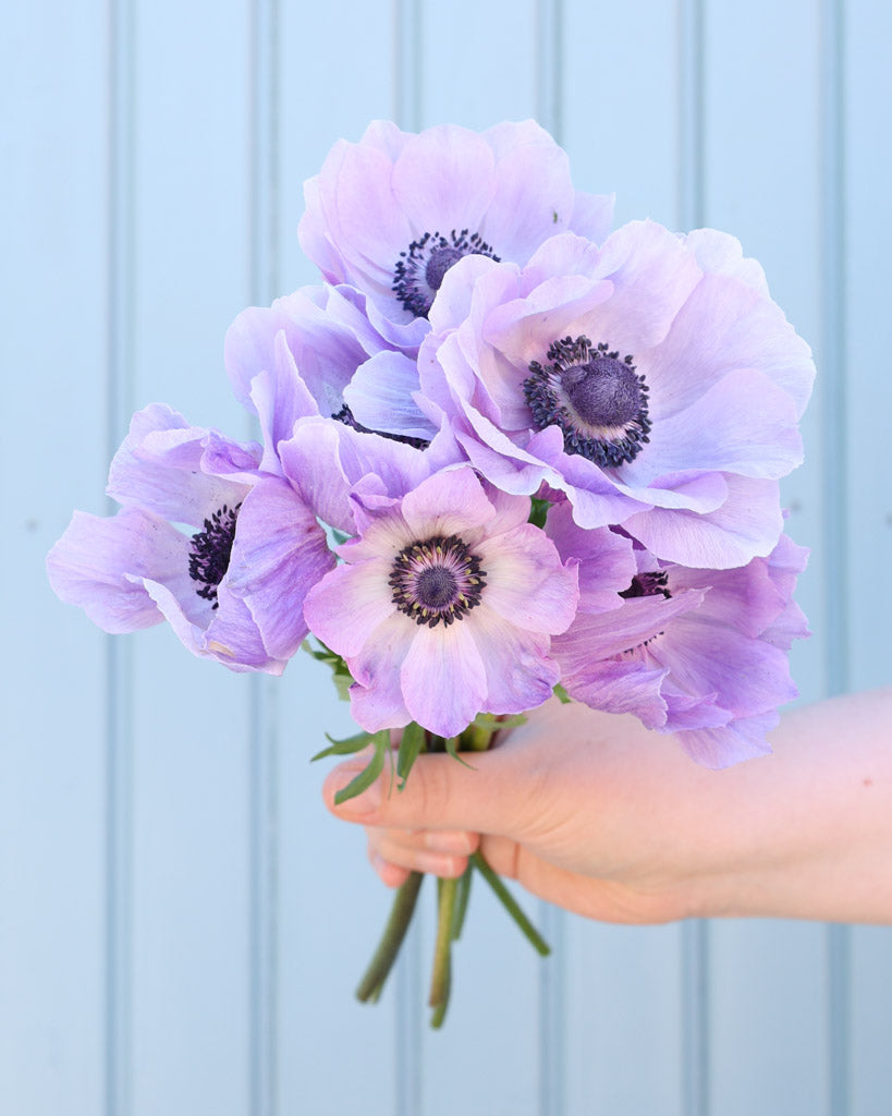 Strauß Anemonen in sanften Blauönen mit dunkelvioletten Staubgefäßen vor einem hellblauen Hintergrund.