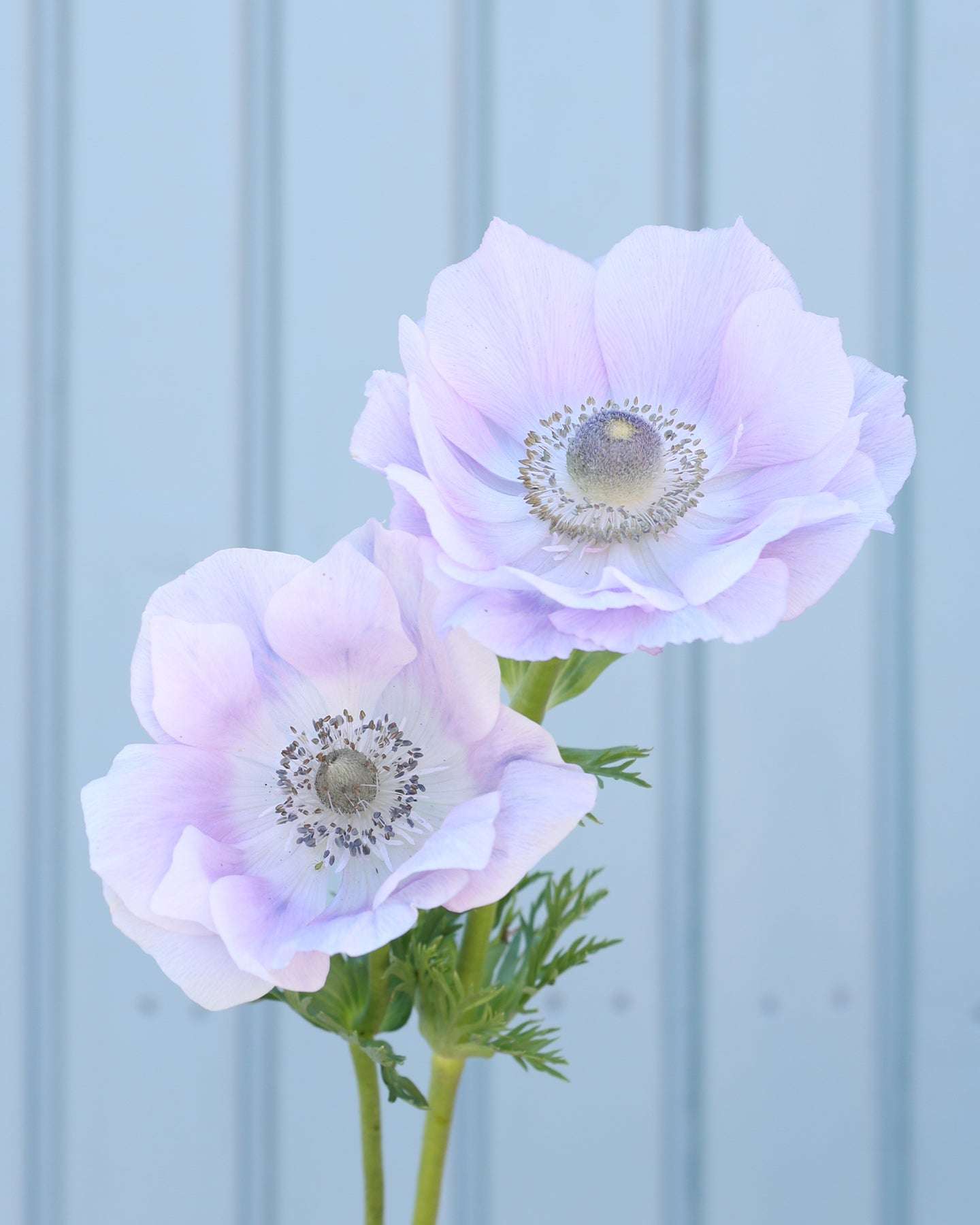 Anemone 'Mistral® Pale' · Knollen von Gartenzauber