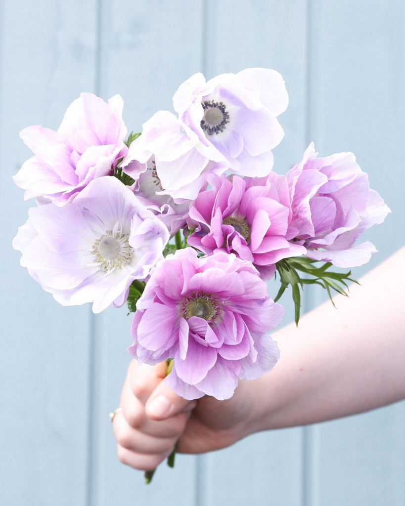 Strauß Anemonen in Lavendel- und Weißtoenen der Sorte Mistral® Pale mit dunklen Staubgefäßen vor einem hellen Hintergrund.