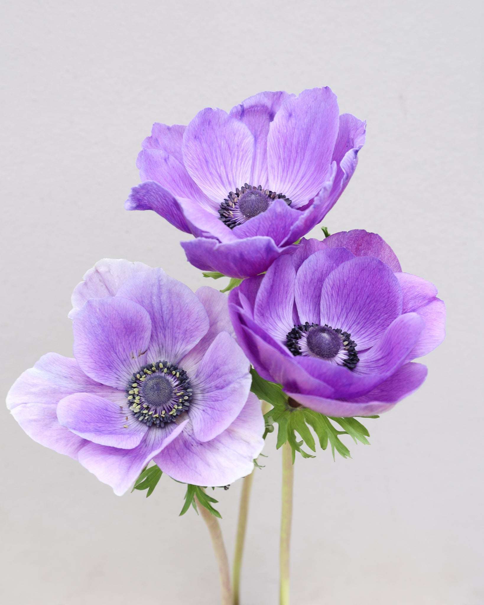 Drei lilablaue Anemonen der Sorte Mistral Plus® Blu mit dunklen Staubgefäßen vor einem hellen Hintergrund. 