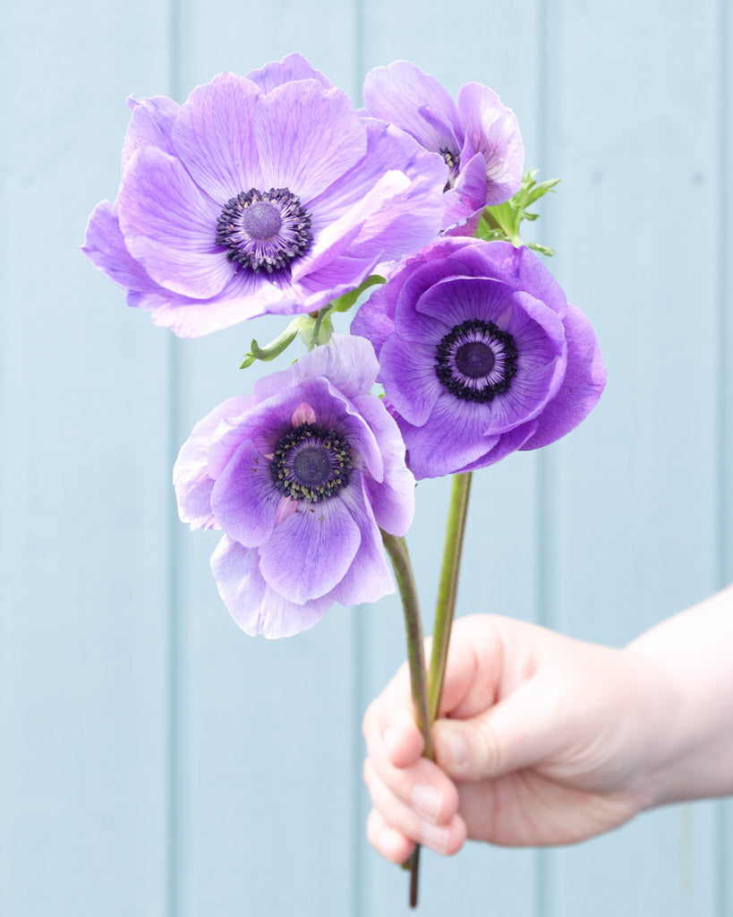 Vier lilablaue Anemonen der Sorte Mistral Plus® Blu mit dunklen Staubgefäßen vor einem hellen Hintergrund. 