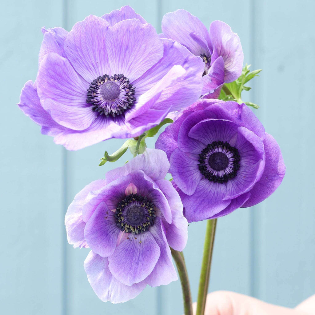 Vier lilablaue Anemonen der Sorte Mistral Plus® Blu mit dunklen Staubgefäßen vor einem blauen Hintergrund.