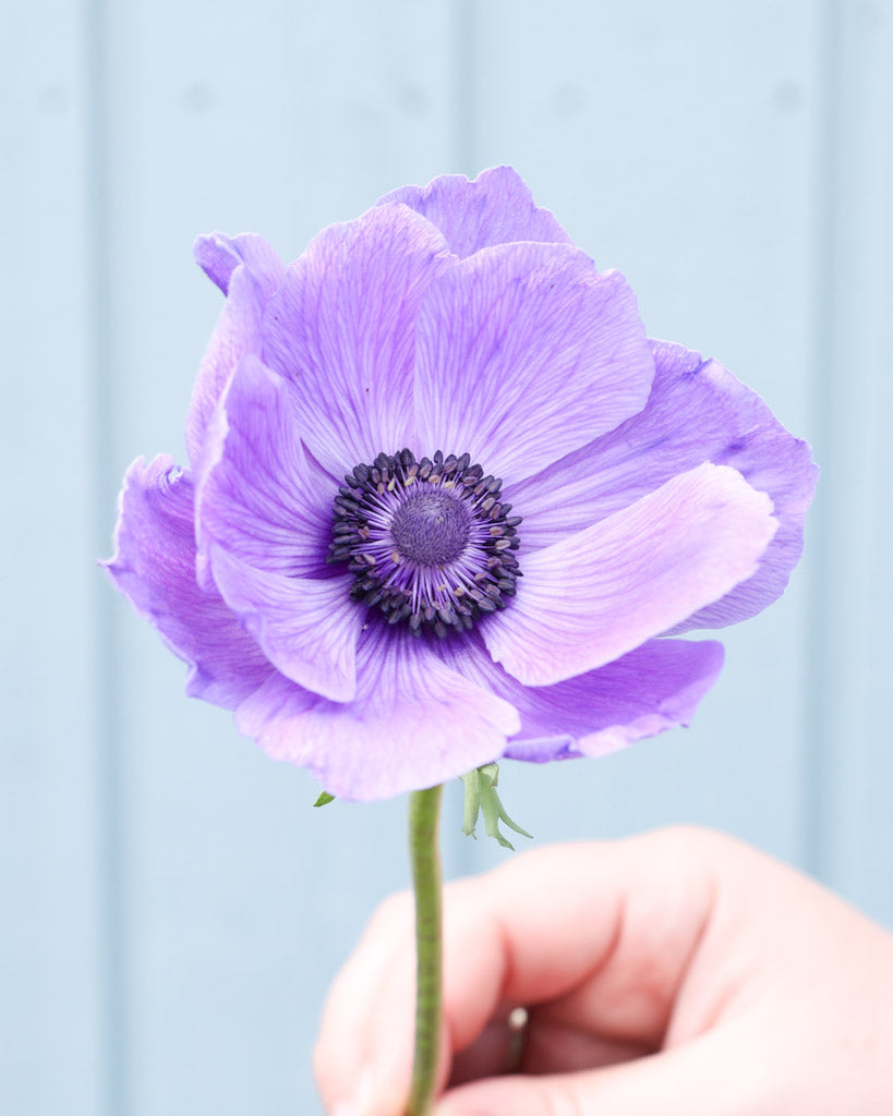 Eine lilablaue Anemonen der Sorte Mistral Plus® Blu mit dunklen Staubgefäßen vor einem hellen Hintergrund. 