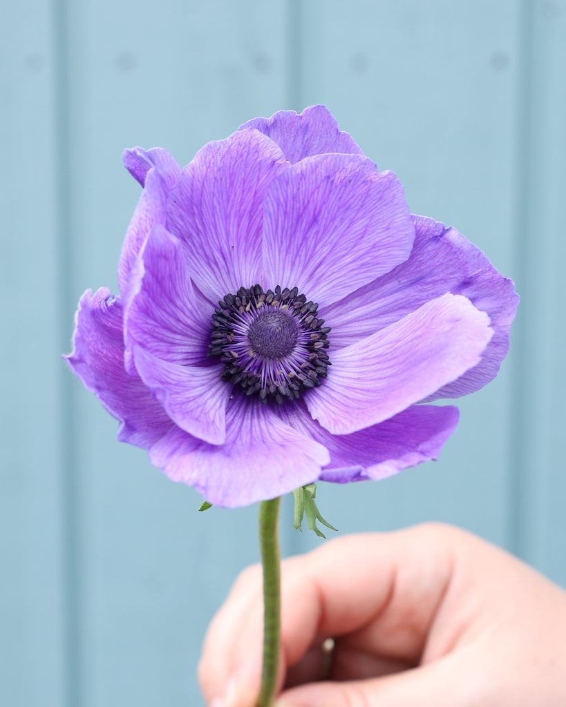 Anemone 'Mistral Plus® Blu' - 10 tubers