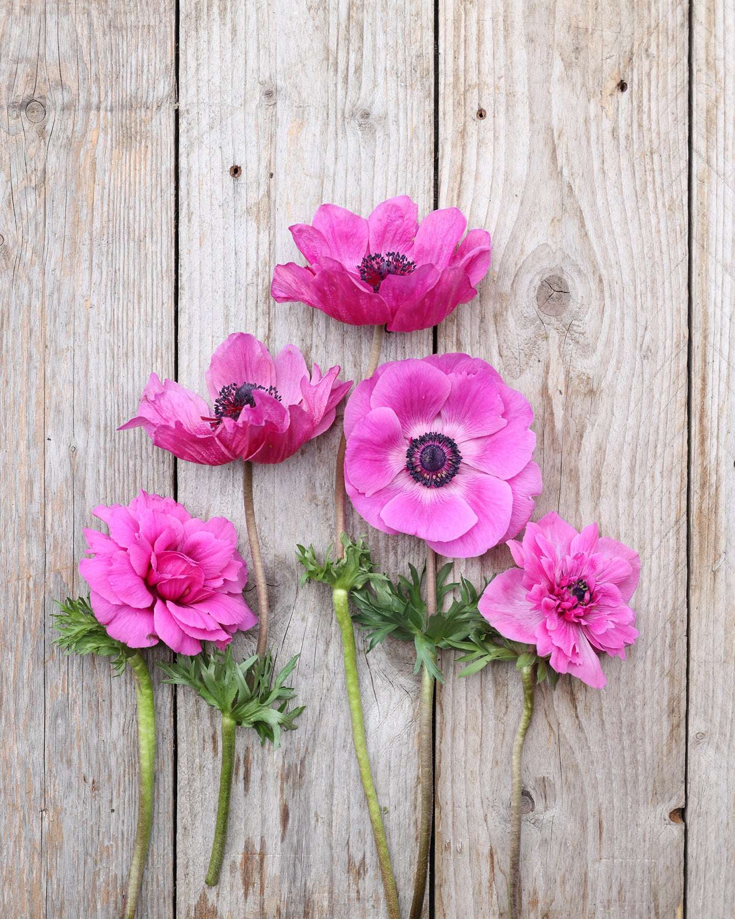 Flatlay auf Holzbrett einer Anemonen im Pinkton der Sorte Mistral® plus Fuchsia mit dunklen Staubgefäßen vor einem hellen Hintergrund.