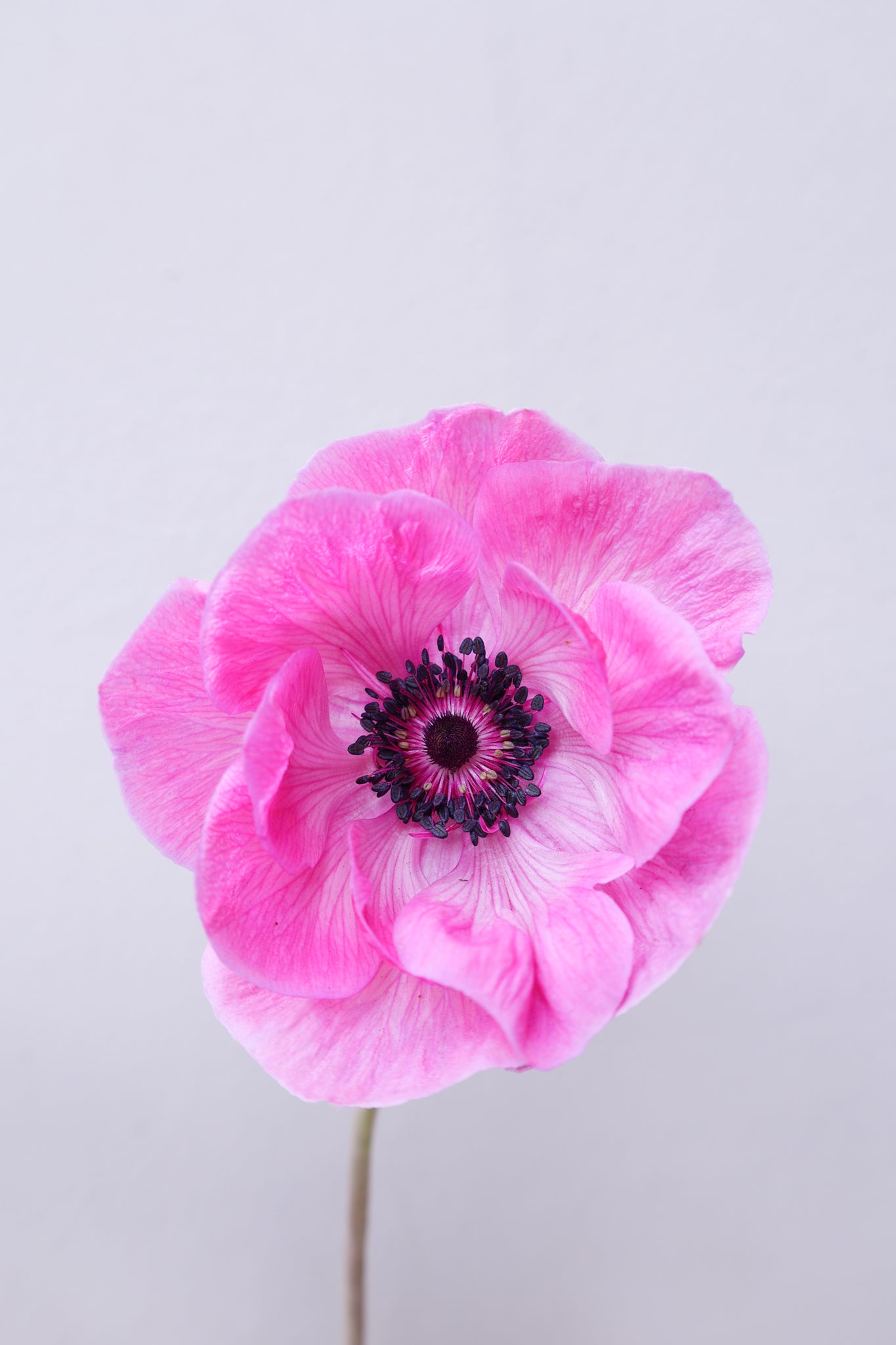 Eine Anemonen in Pinkton der Sorte Mistral® plus  fuchsia mit dunklen Staubgefäßen vor einem hellen Hintergrund.