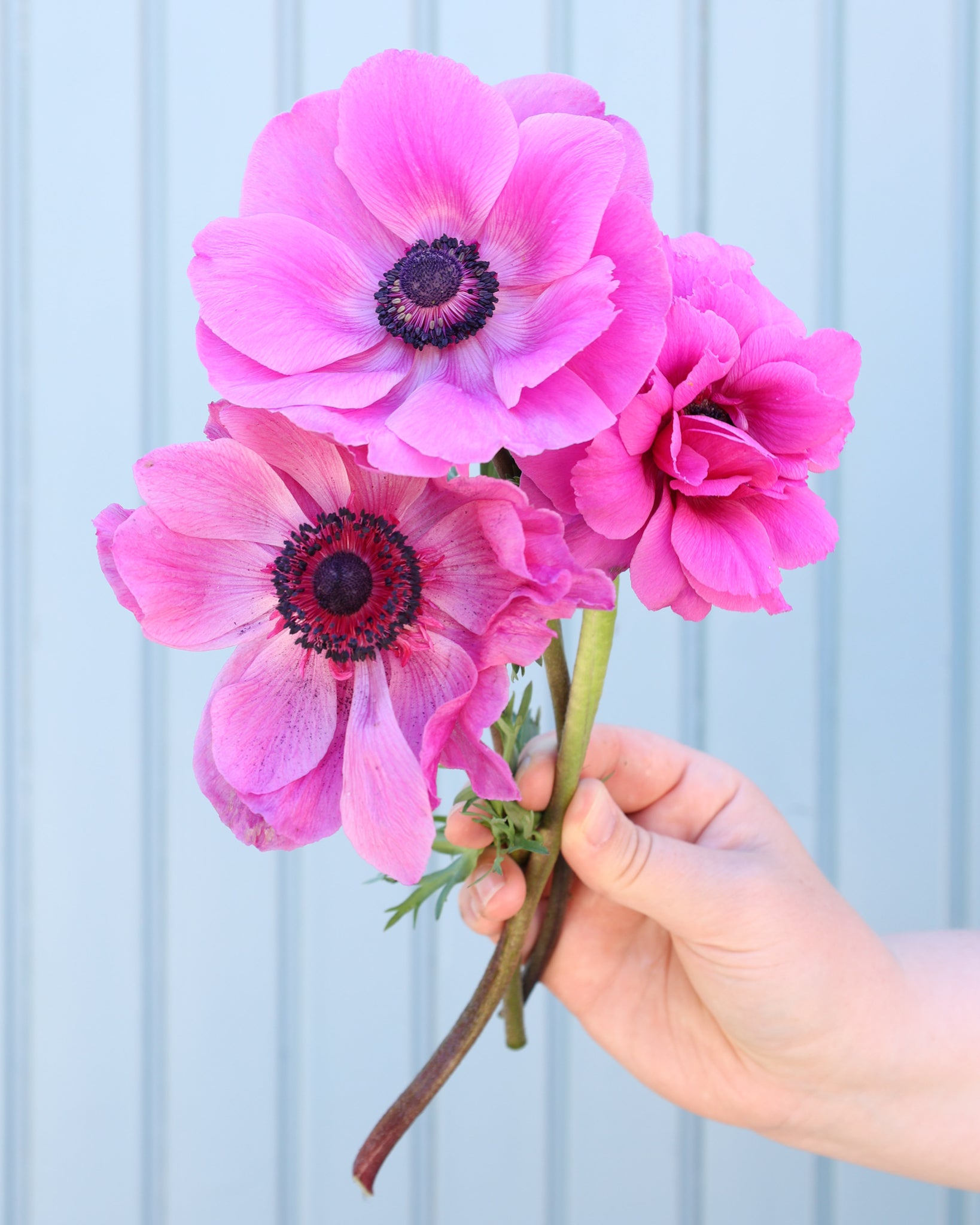Drei Anemonen in Pinkton der Sorte Mistral® plus  fuchsia mit dunklen Staubgefäßen vor einem hellen Hintergrund.