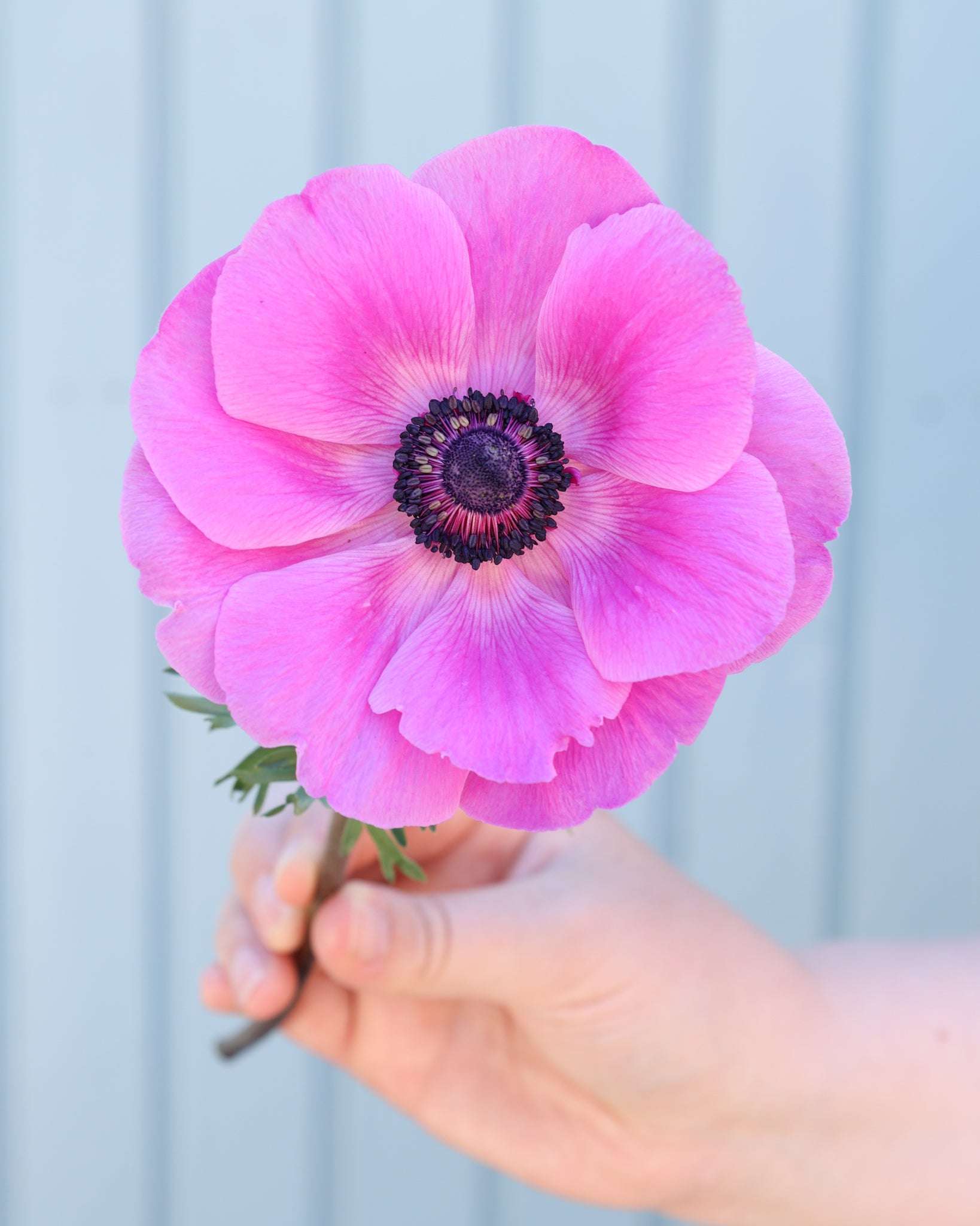 Eine leuchtend pinkfarbene Anemone der Sorte Mistral Plus® Fucsia mit schwarzen Staubgefaeßen vor einem blauen Hintergrund.