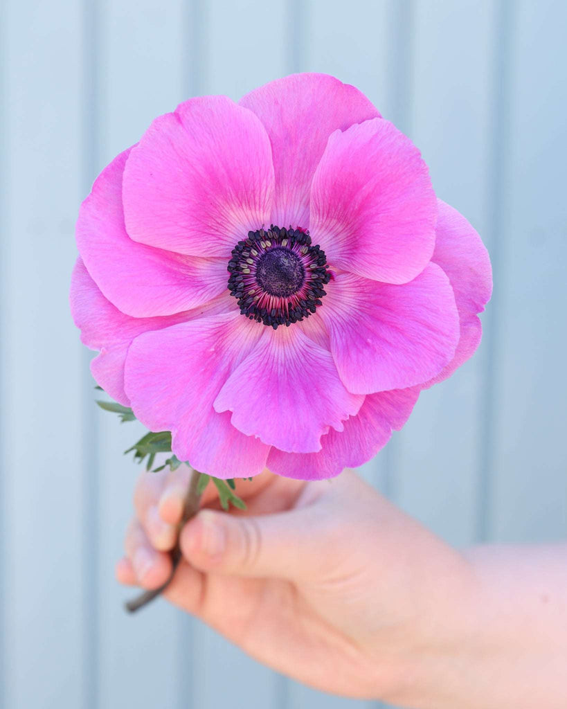 Eine leuchtend pinkfarbene Anemone der Sorte Mistral Plus® Fucsia mit schwarzen Staubgefaeßen vor einem blauen Hintergrund.