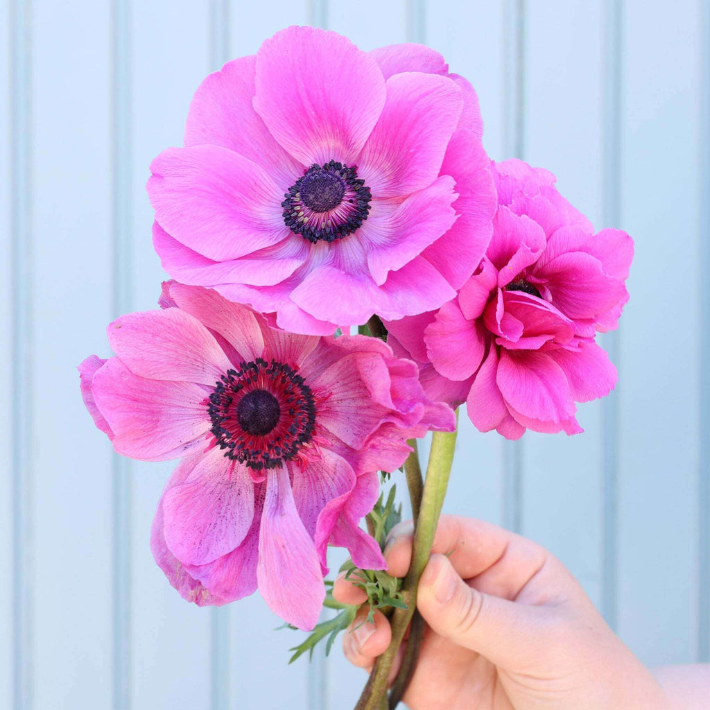 Drei leuchtend pinkfarbene Anemonen der Sorte Mistral Plus® Fucsia mit schwarzen Staubgefaeßen vor einem blauen Hintergrund.