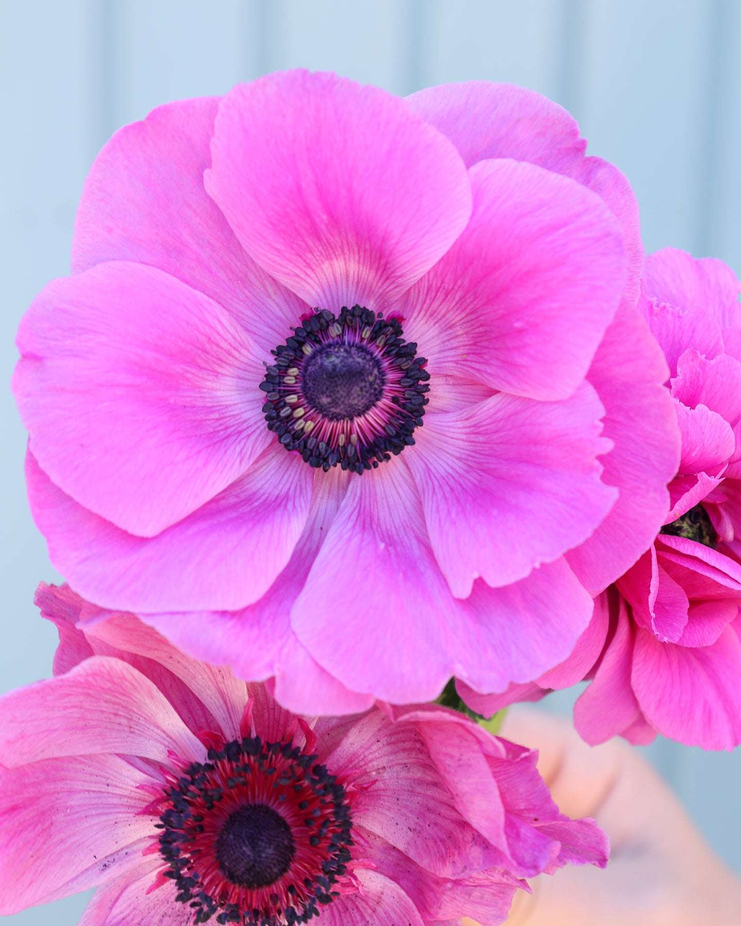 Nahaufnahme einer Anemonen im Pinkton der Sorte Mistral® plus Fuchsia mit dunklen Staubgefäßen vor einem hellen Hintergrund.