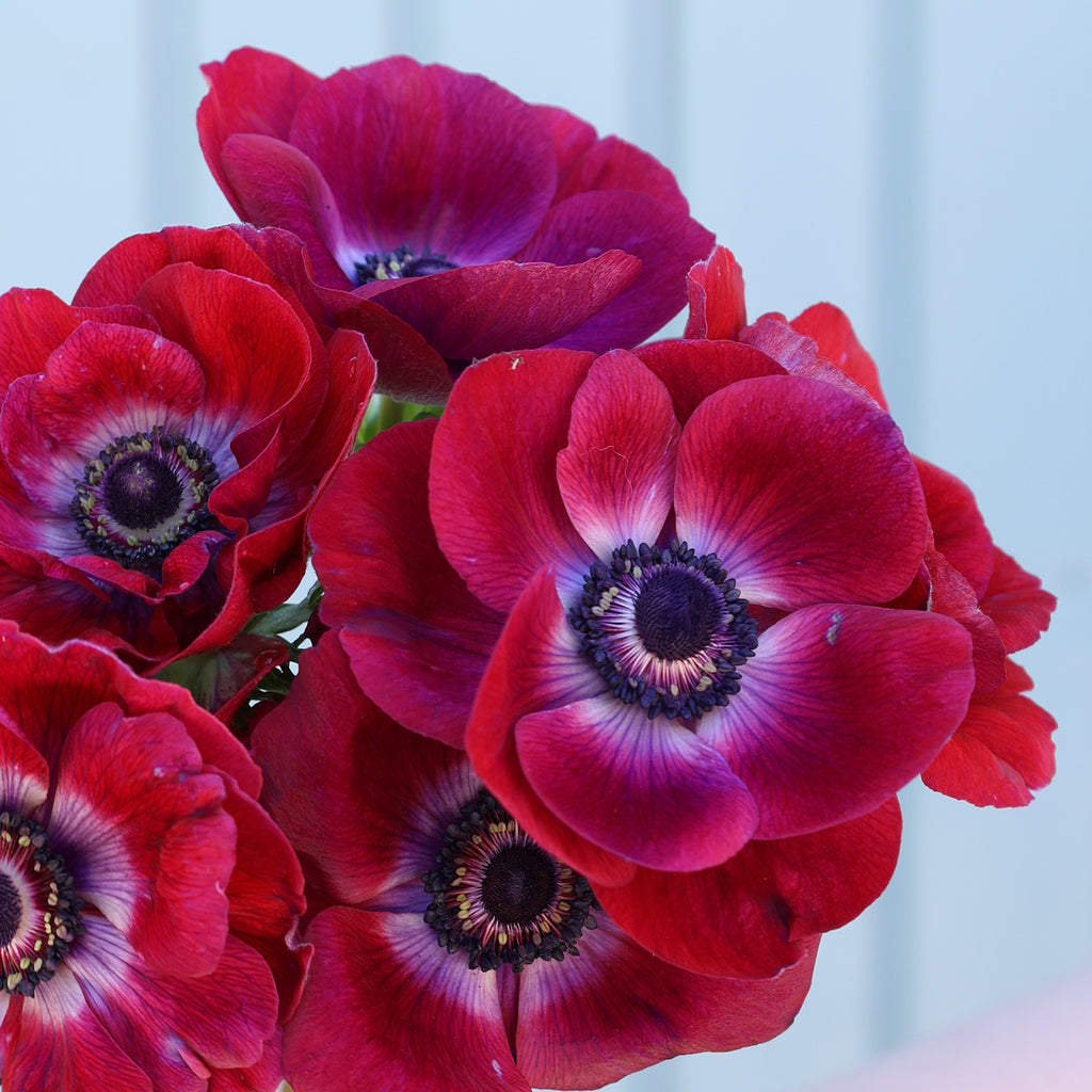 Anemone 'Mistral Plus® Grape' - 10 Knollen
