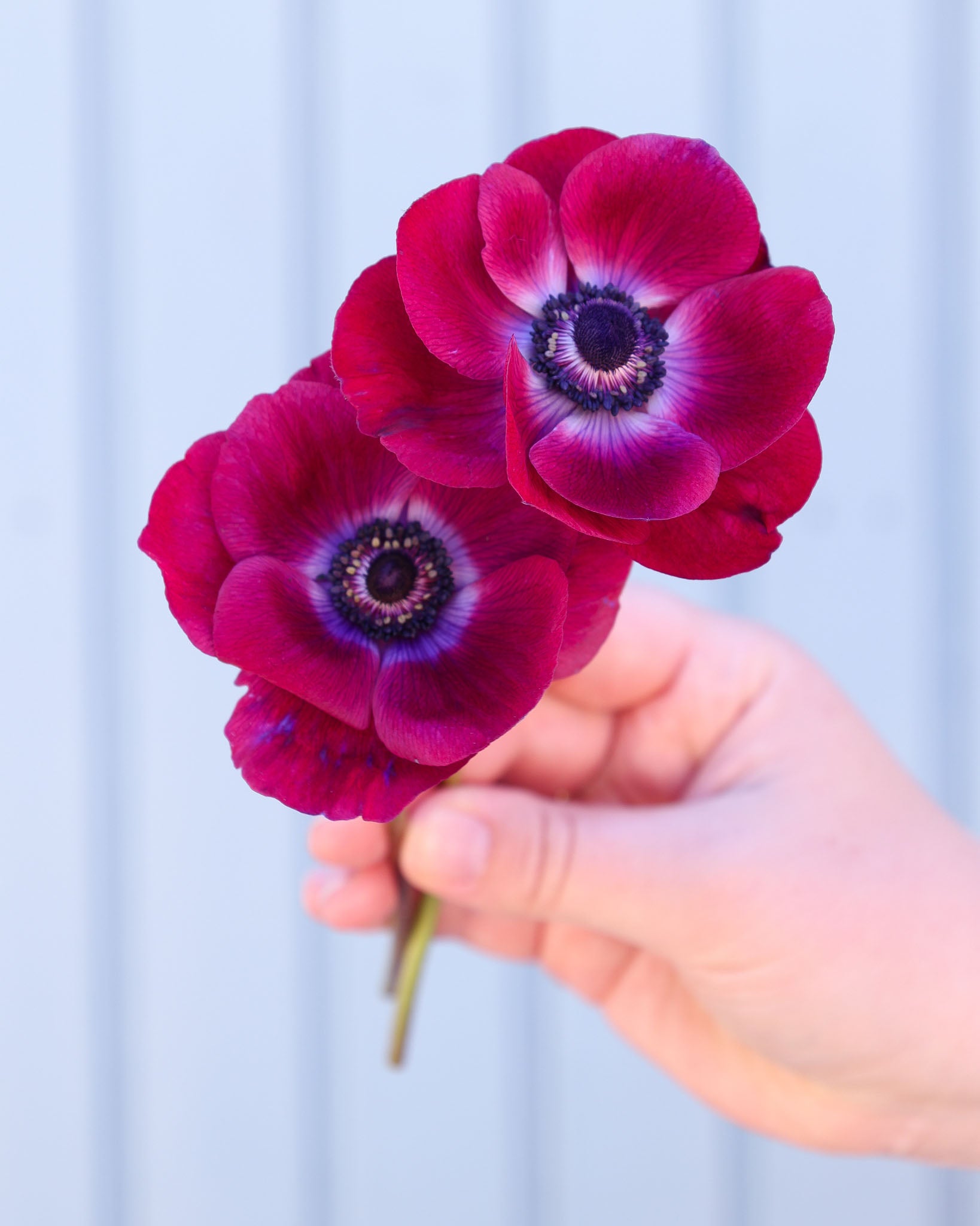 Zwei tiefviolette Anemonen mit einem Hauch Bordeauxrot und zu den dunklen Staubgefäßen hin heller werdend, fast weißlich vor einem hellblauen Hintergrund.