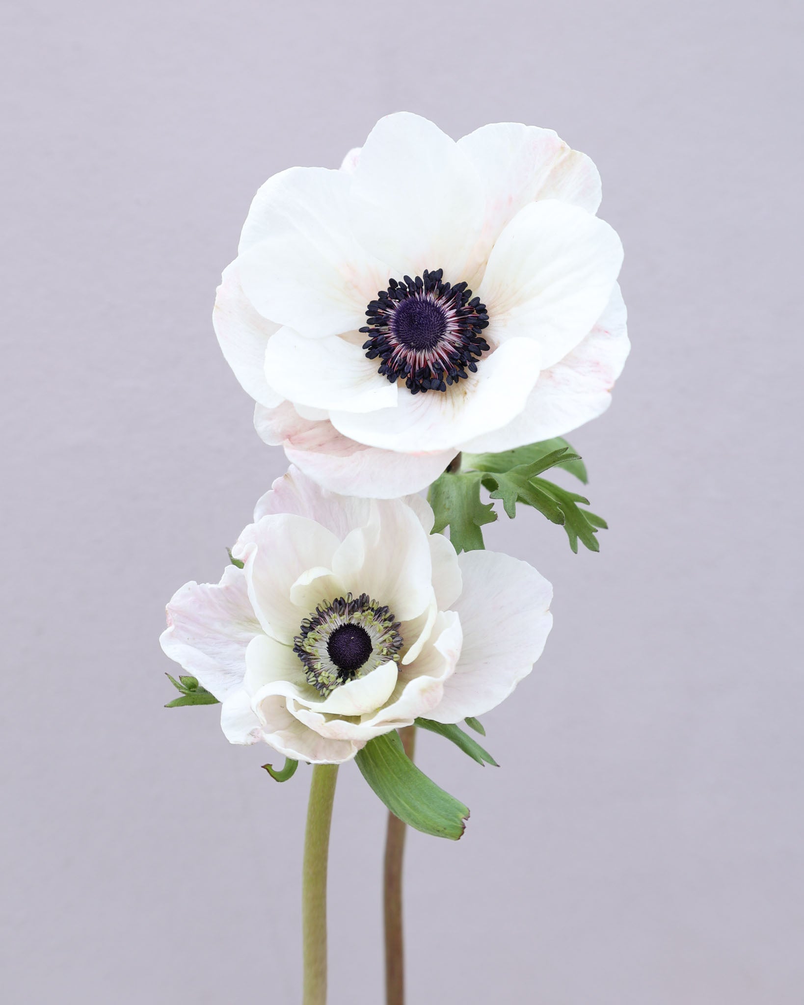 Zwei zart weiße Anemonen der Sorte Mistral Plus® Panda mit dunklen Staubgefäßen vor hellem Hintergrund.