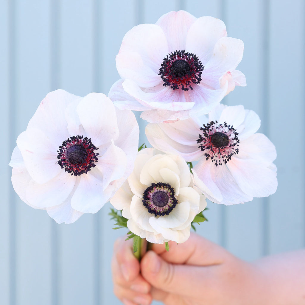 Vier zart weiße Anemonen der Sorte Mistral Plus® Panda mit dunklen Staubgefäßen vor hellblauen Hintergrund.