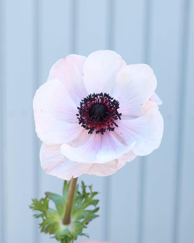 Anemone 'Mistral Plus® Panda' - 10 tubers
