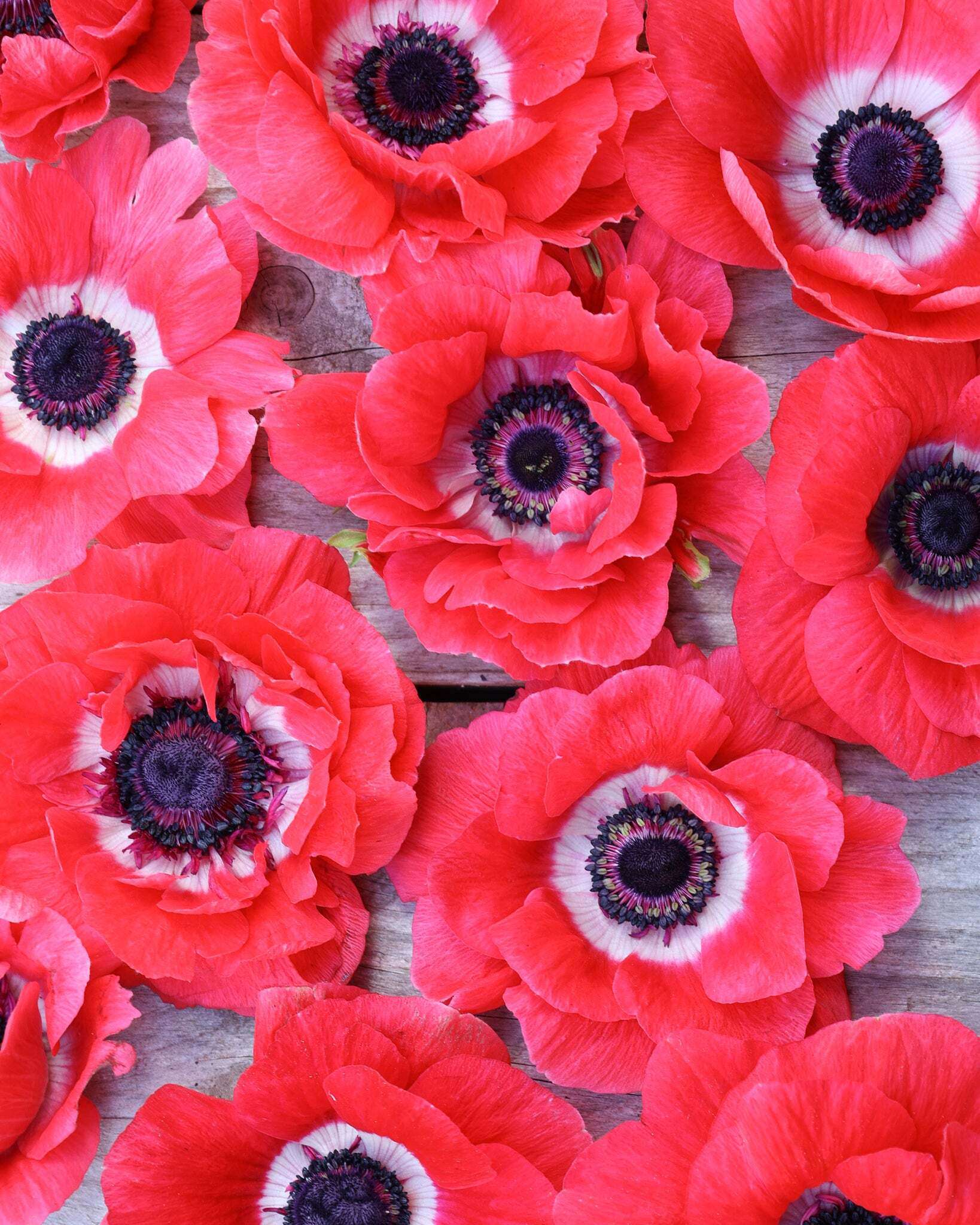 Korallpinke Anemonenblüten der Sorte Mistral Plus® Pinkie mit dunklen Staubgefäßen auf einem Holztisch.
