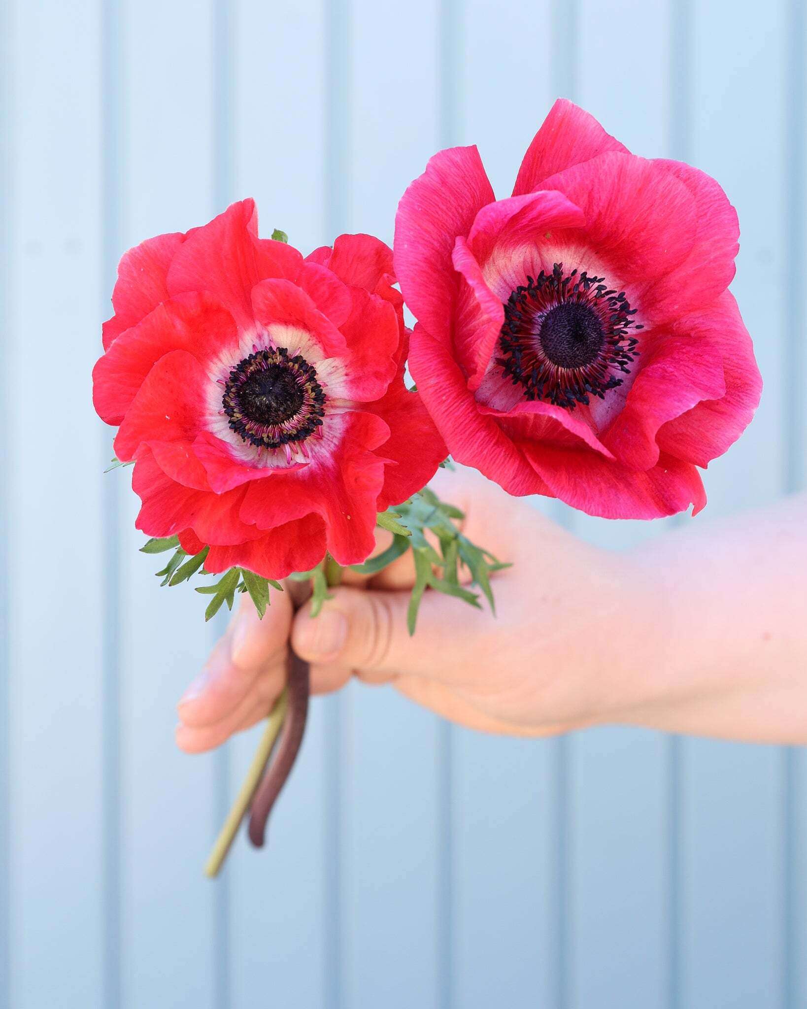 Zwei korallpinke Anemonen der Sorte Mistral Plus® Pinkie mit dunklen Staubgefäßen vor einem hellblauen Hintergrund.