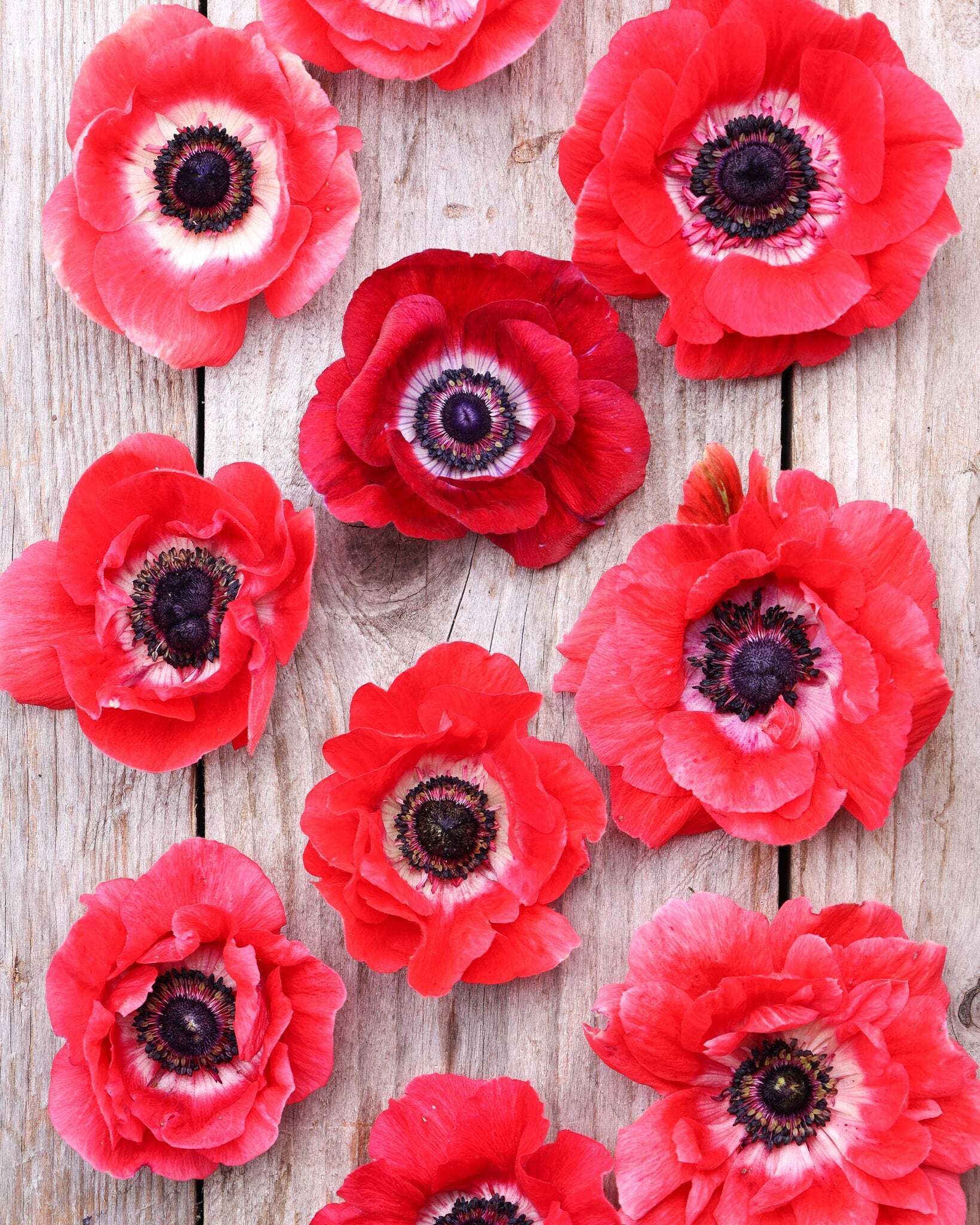 Korallpinke Anemonenblüten der Sorte Mistral Plus® Pinkie mit dunklen Staubgefäßen auf einem Holztisch.