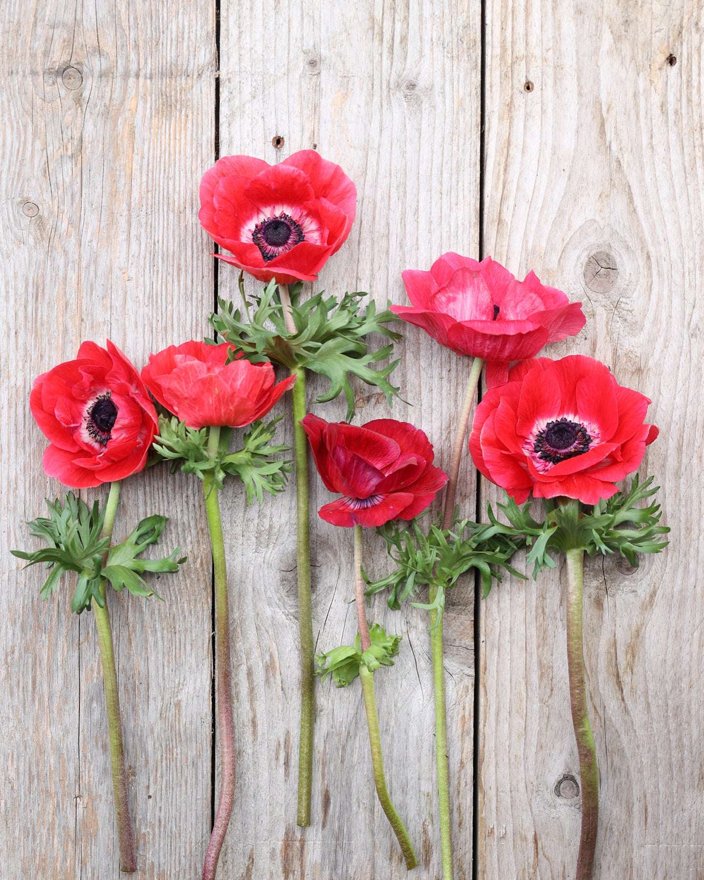 Anemone 'Mistral Plus® Pinkie' - 10 tubers