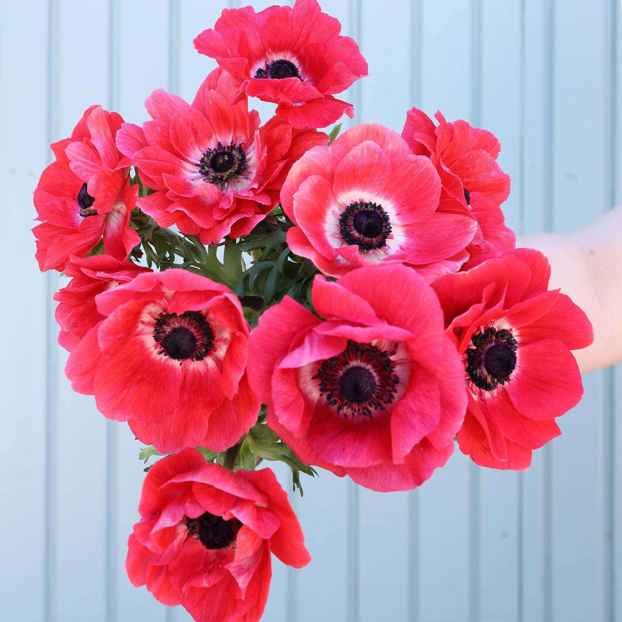 Strauß korallpinker Anemonen der Sorte Mistral Plus® Pinkie mit dunklen Staubgefäßen vor einem hellen Hintergrund.