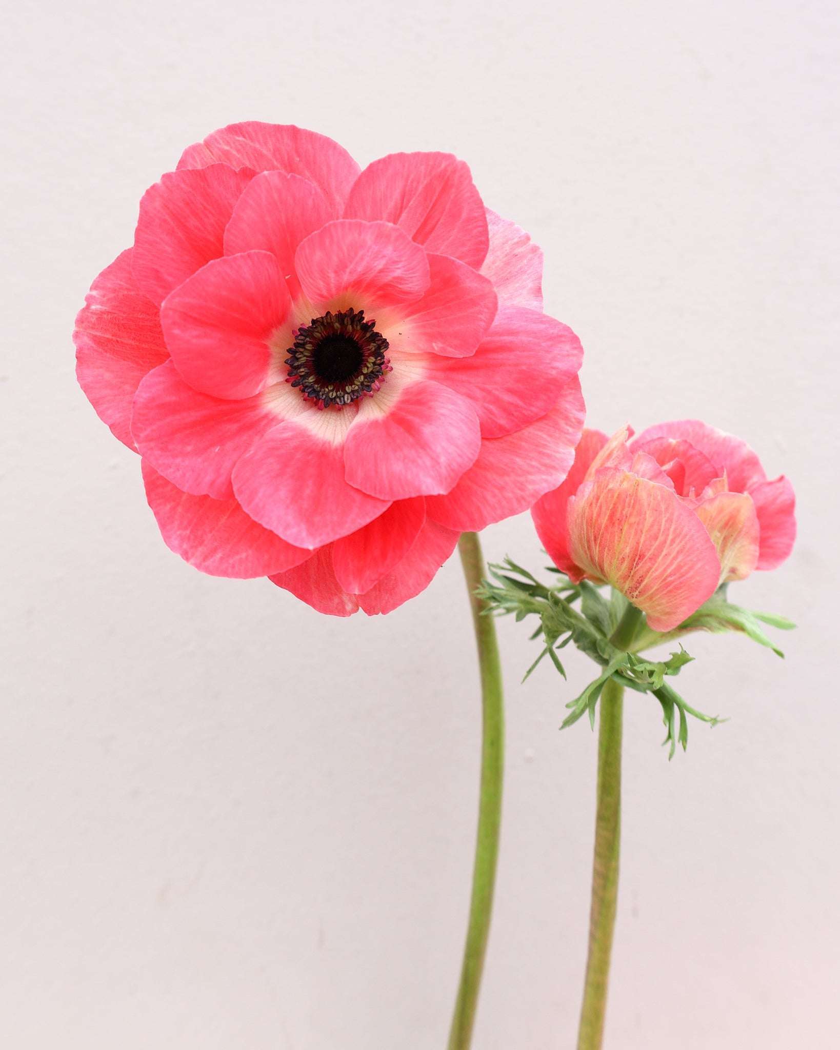 Zwei korallpinke Anemonen der Sorte Mistral Plus® Pinkie mit dunklen Staubgefäßen vor einem hellen Hintergrund.