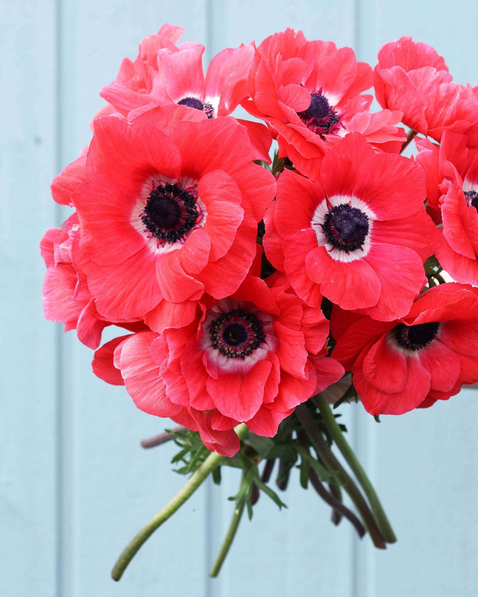 Strauß korallpinker Anemonen der Sorte Mistral Plus® Pinkie mit dunklen Staubgefäßen vor einem hellblauen Hintergrund.