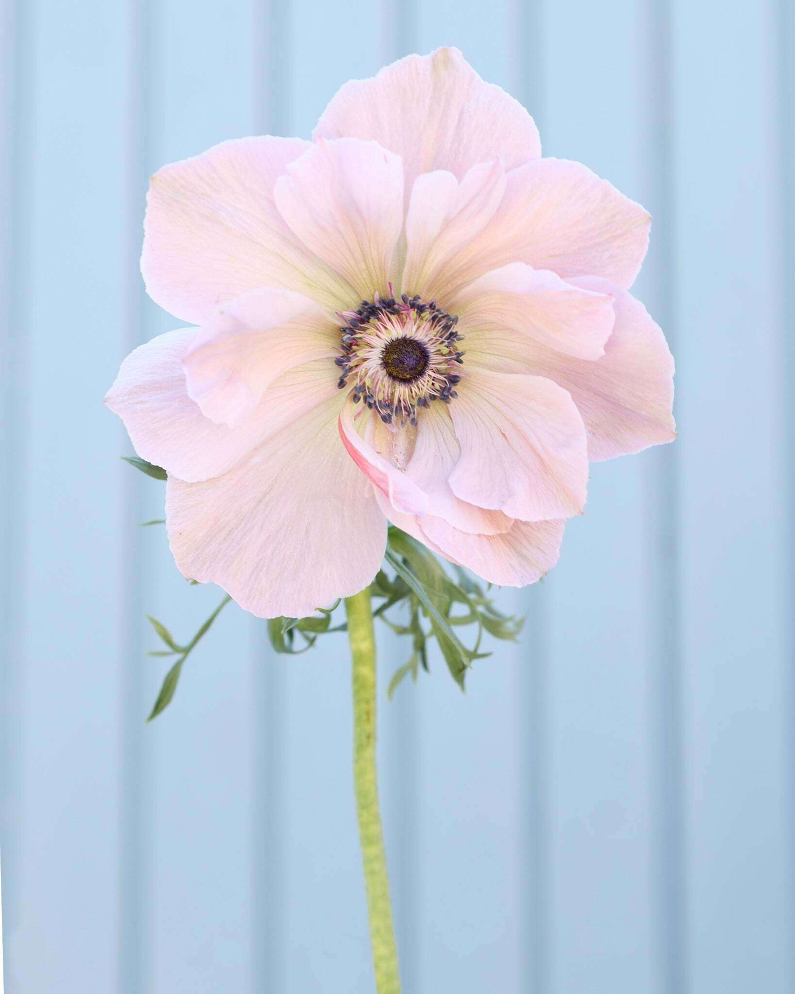 Eine Anemone in sanften Fliedertönen mit dunkelvioletten Staubgefäßen vor einem hellblauen Hintergrund.