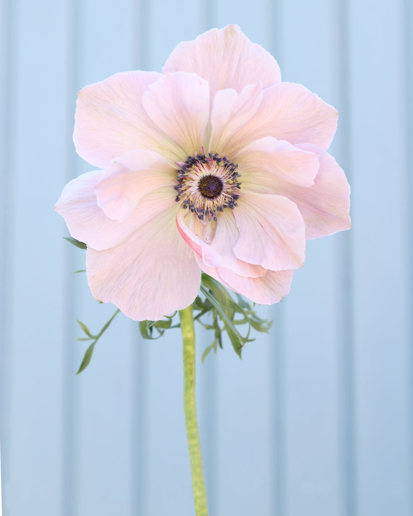 Eine Anemone in sanften Fliedertönen mit dunkelvioletten Staubgefäßen vor einem hellblauen Hintergrund.
