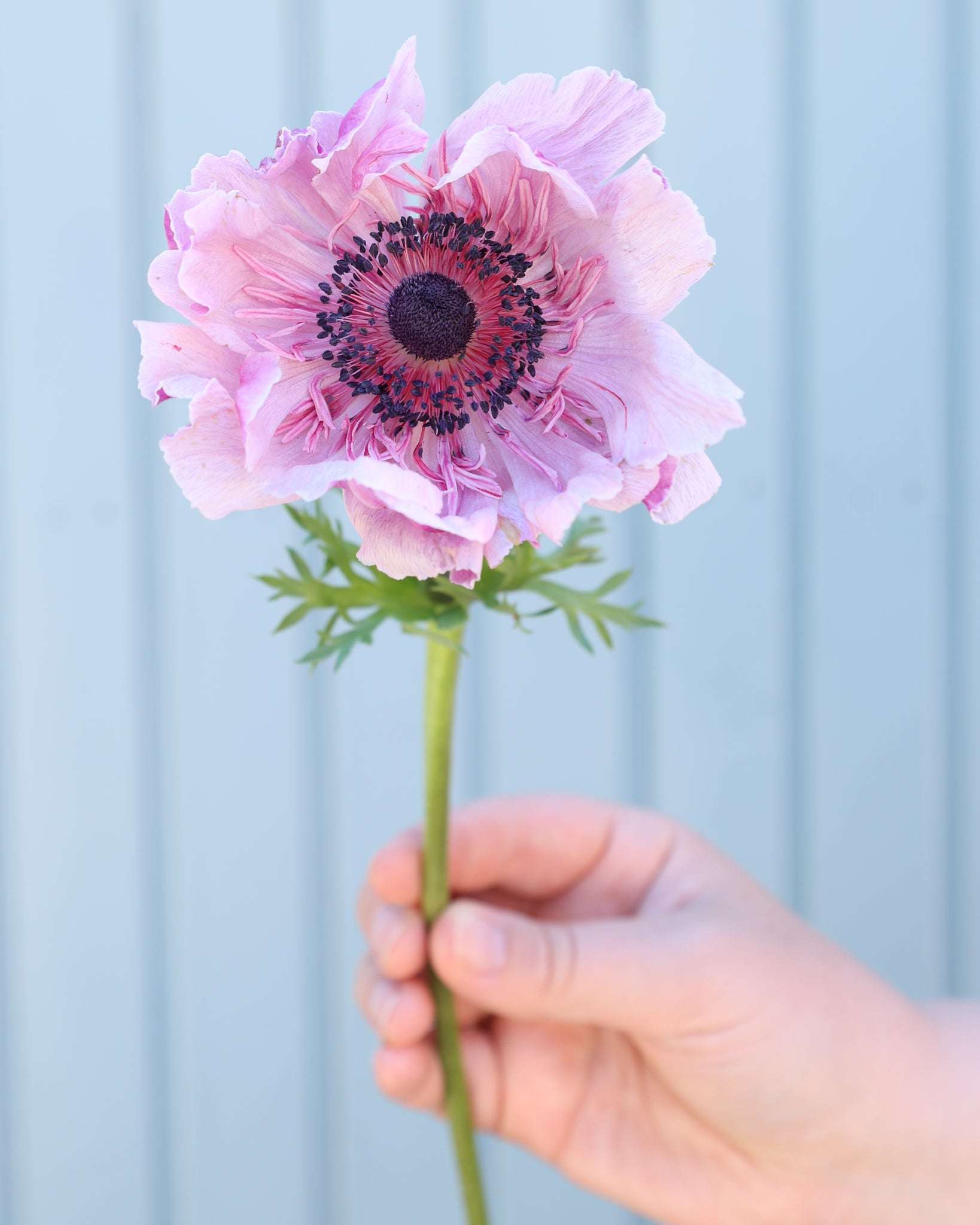 Eine Anemone in sanften Fliedertönen mit dunkelvioletten Staubgefäßen vor einem hellblauen Hintergrund.