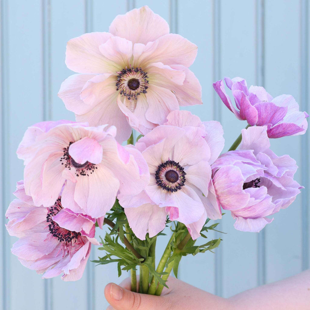 Strauß Anemonen in sanften Fliedertönen mit dunkelvioletten Staubgefäßen vor einem hellblauen Hintergrund.