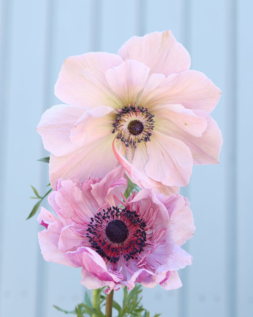 Anemone 'Mistral Plus® Rarity' - 10 tubers