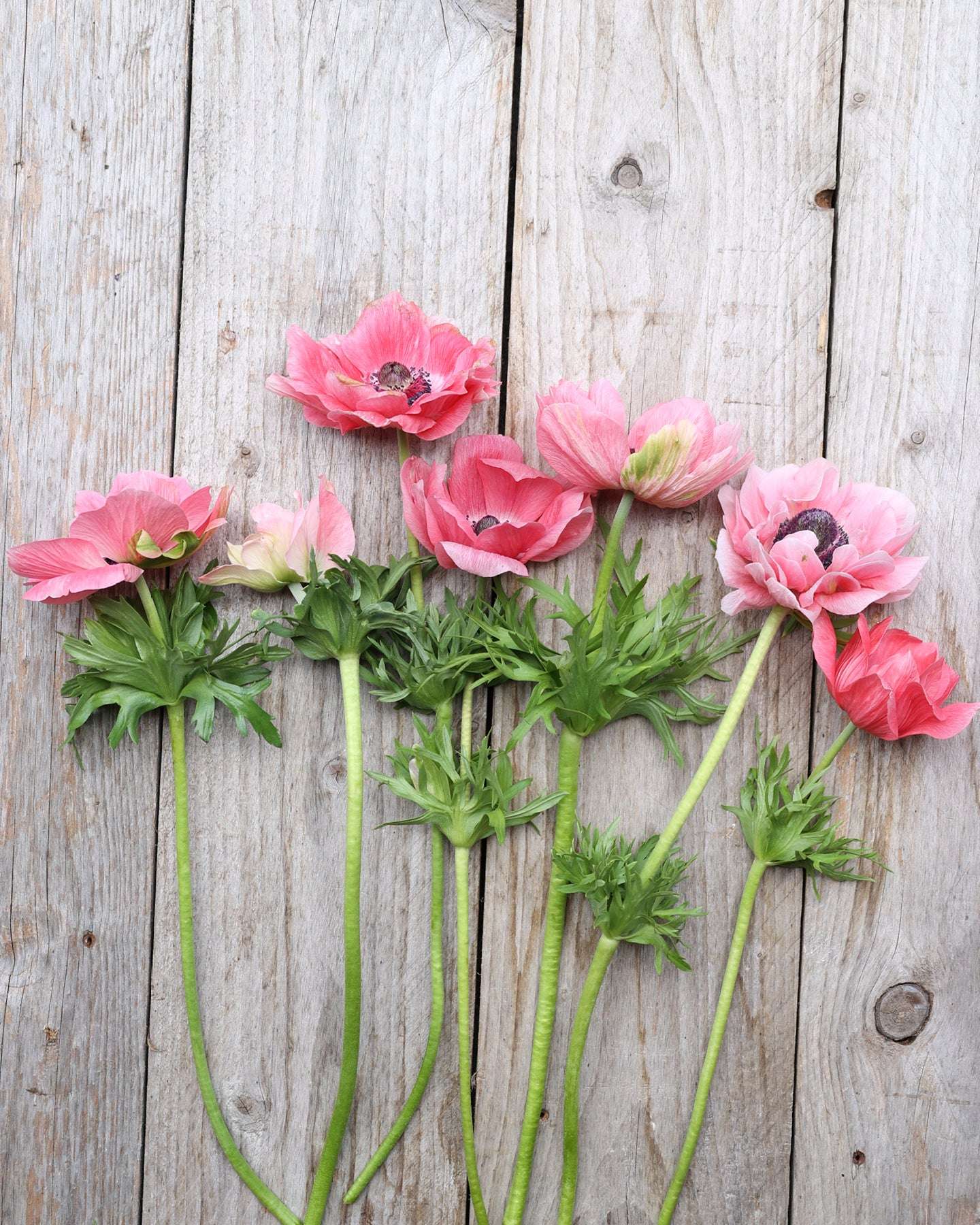 Anemone 'Mistral Plus® Rosa Chiaro' · Knollen von Gartenzauber