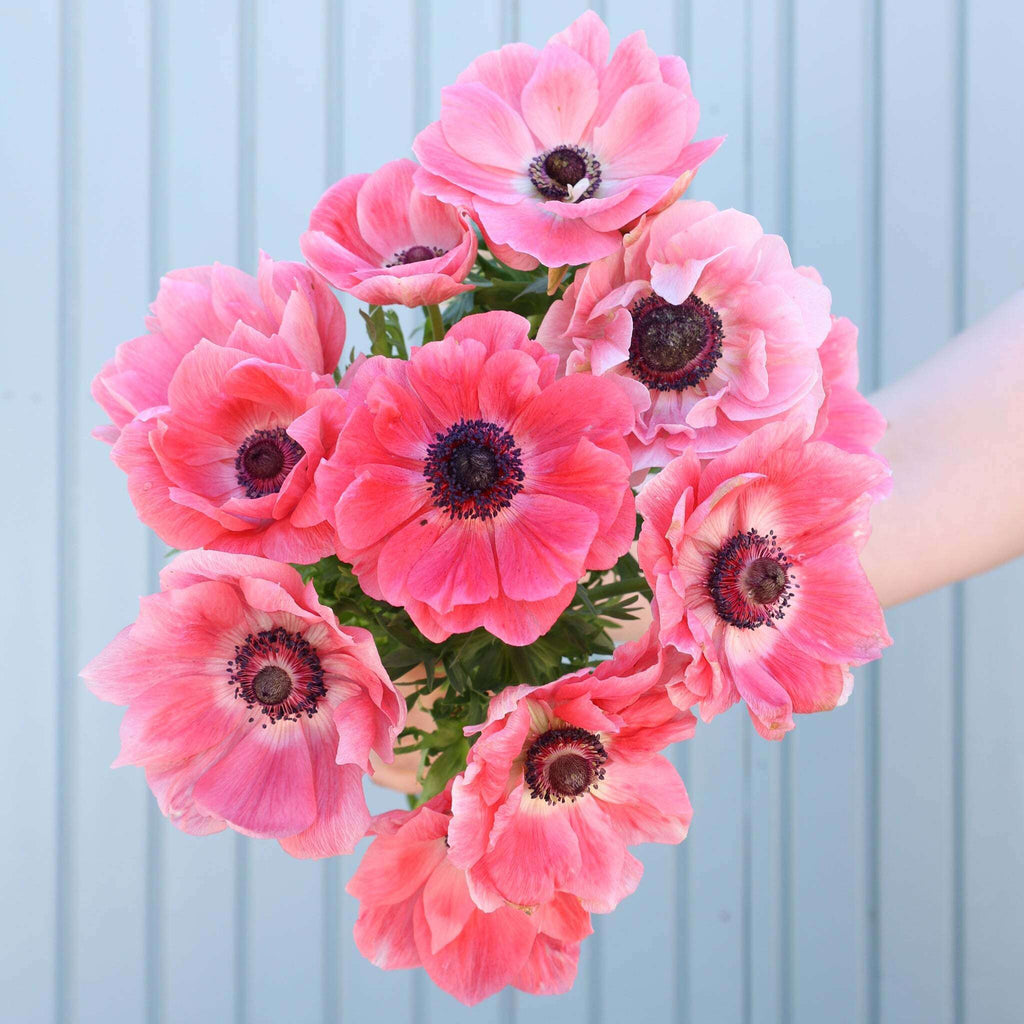Strauß Anemonen in Rosatönen der Sorte Mistral® Rosa Chiaro mit dunklen Staubgefäßen vor einem hellblauen Hintergrund.