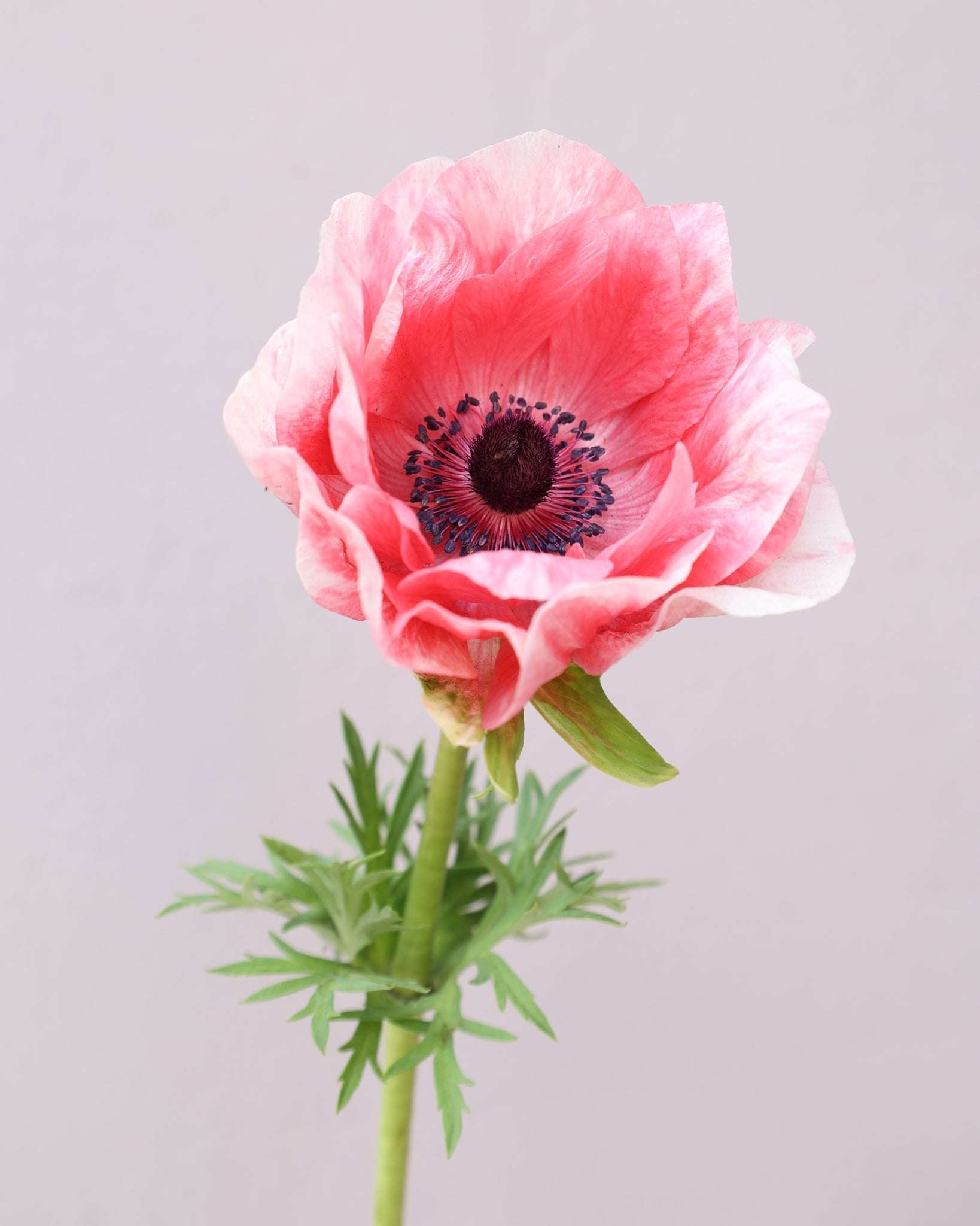 Eine Anemone in Rosatönen der Sorte Mistral® Rosa Chiaro mit dunklen Staubgefäßen vor einem hellen Hintergrund.