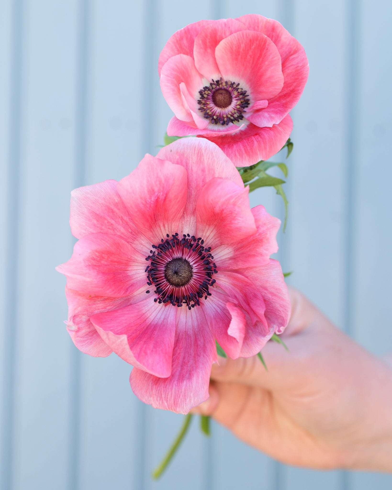 Zwei Anemonen in Rosatönen der Sorte Mistral® Rosa Chiaro mit dunklen Staubgefäßen vor einem hellblauen Hintergrund.