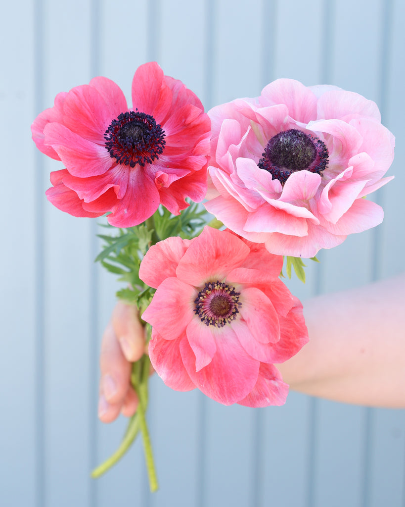 Drei Anemonen in Rosatönen der Sorte Mistral® Rosa Chiaro mit dunklen Staubgefäßen vor einem hellblauen Hintergrund.