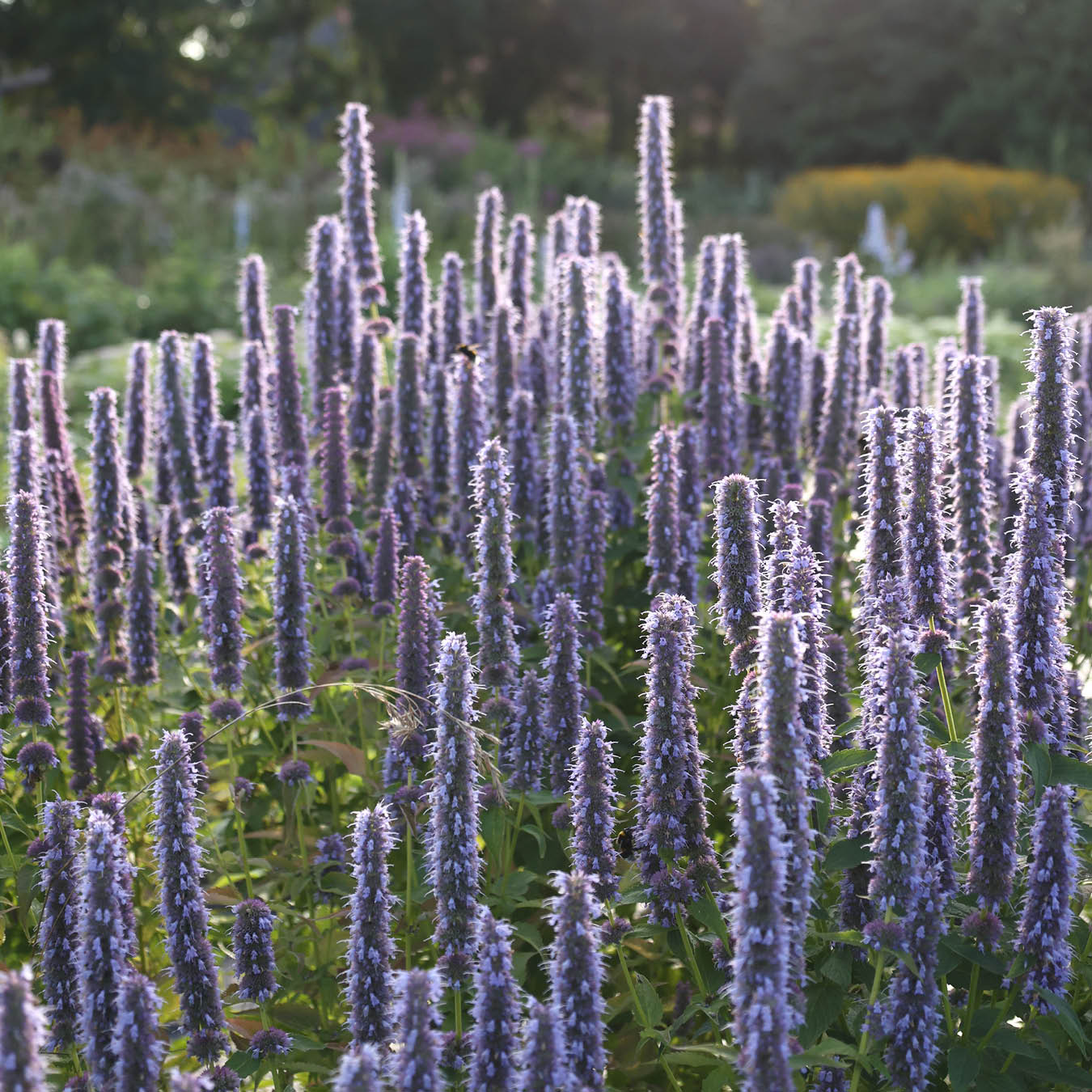 Blume Anis-Duftnessel - Agastache foeniculum aus der Gartenzauber-Saatgutserie