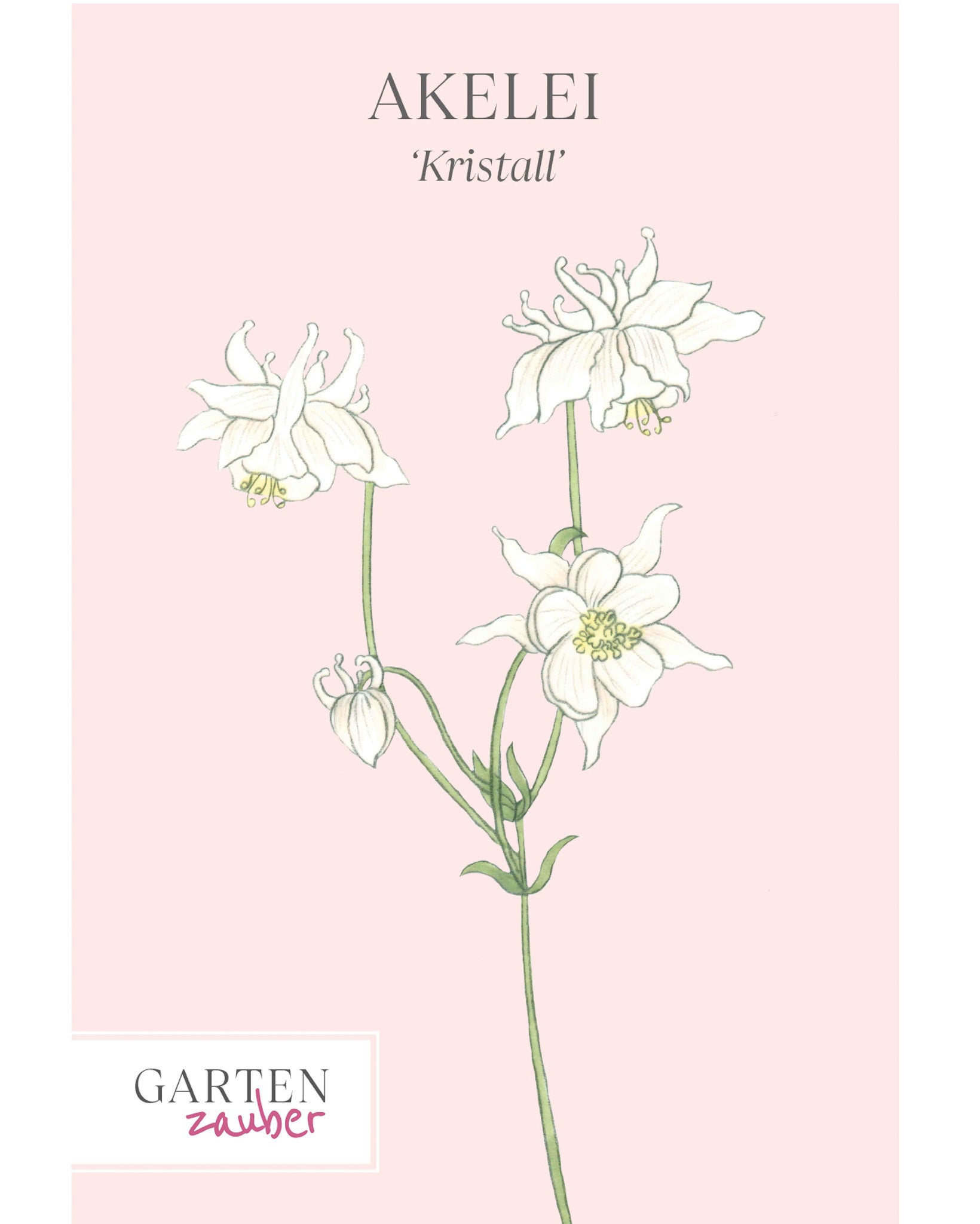 Vorderseite der Saatguttüte Akelei ‘Kristall’ – Aquilegia caerulea-Hybride mit handgezeichneter Illustration der eleganten, kristallweißen Blüten aus der Gartenzauber-Saatgutserie.