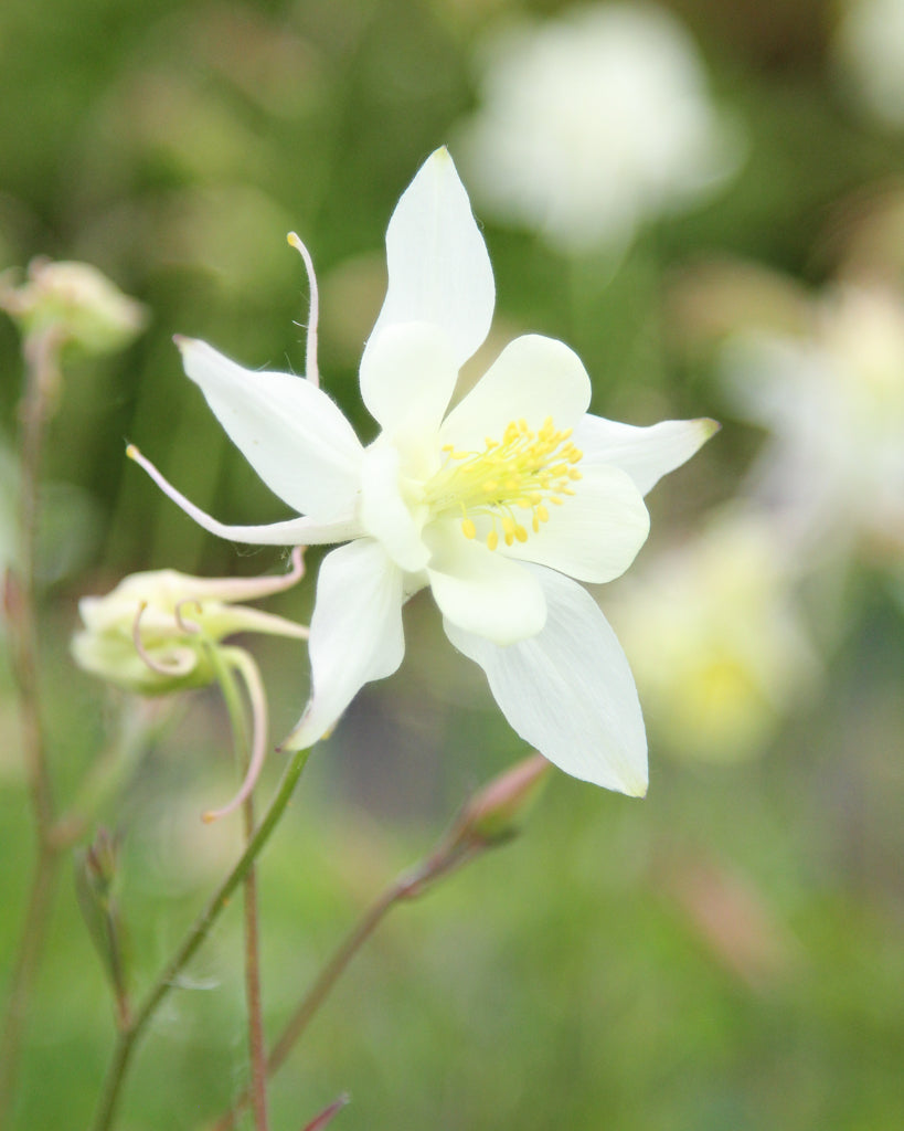 Nahaufnahme einer Blüte der Akelei (Aquilegia caerulea-Hybride ‘Kristall’) mit reinweißen, klar gezeichneten Blütenblättern.