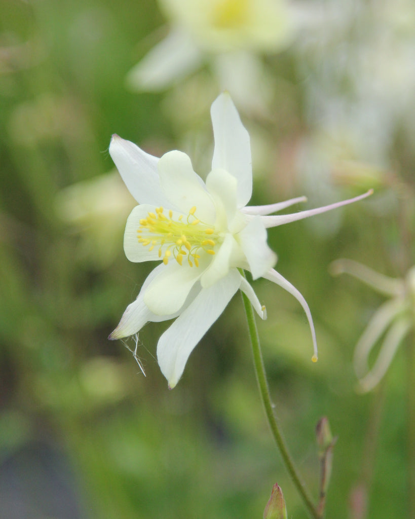 Nahaufnahme einer Blüte der Akelei (Aquilegia caerulea-Hybride ‘Kristall’) mit reinweißen, klar gezeichneten Blütenblättern.