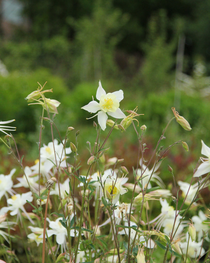 Mehrere Blüten der Akelei (Aquilegia caerulea-Hybride ‘Kristall’) mit reinweißen Blüten blühend im Gartenbeet.