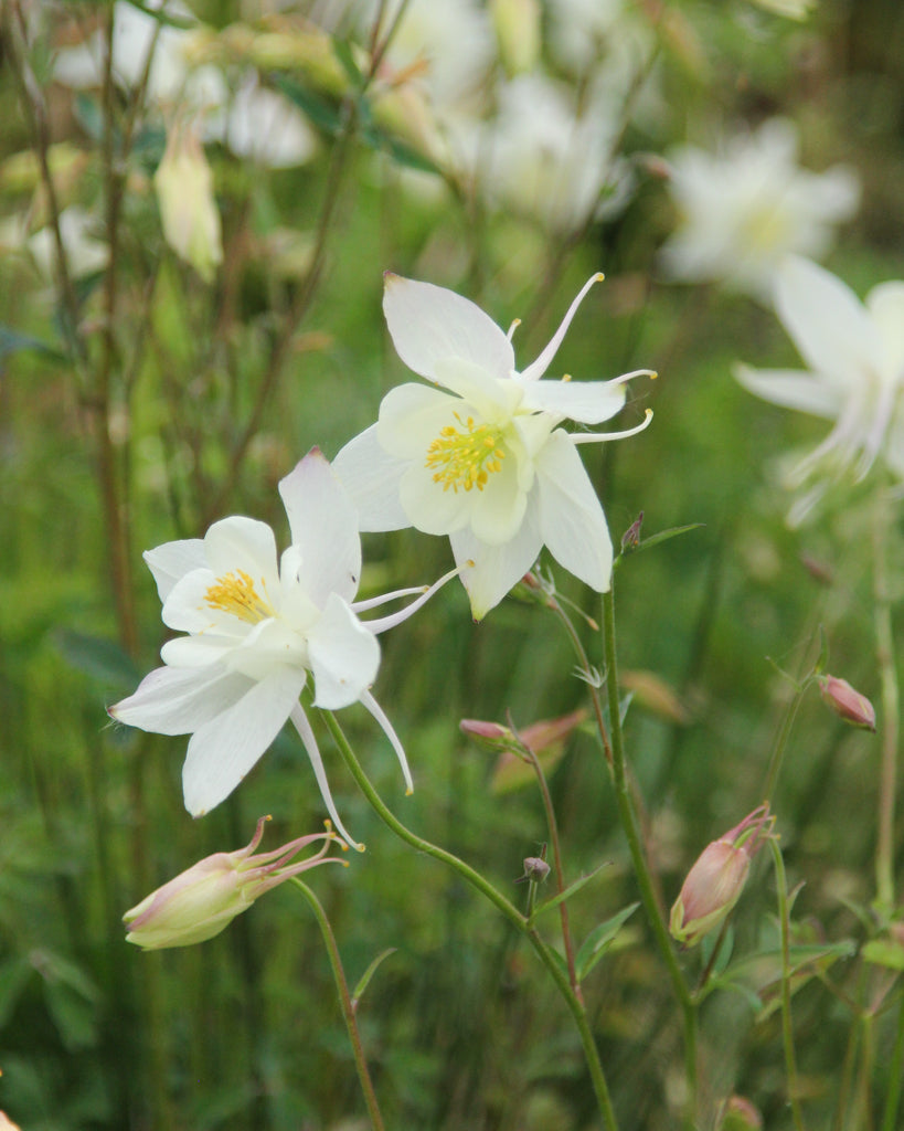Akelei · 'Kristall' · Aquilegia Caerulea-Hybr. · Saatgut von Gartenzauber