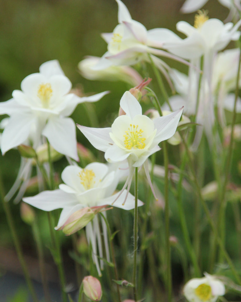 Akelei · 'Kristall' · Aquilegia Caerulea-Hybr. · Saatgut von Gartenzauber