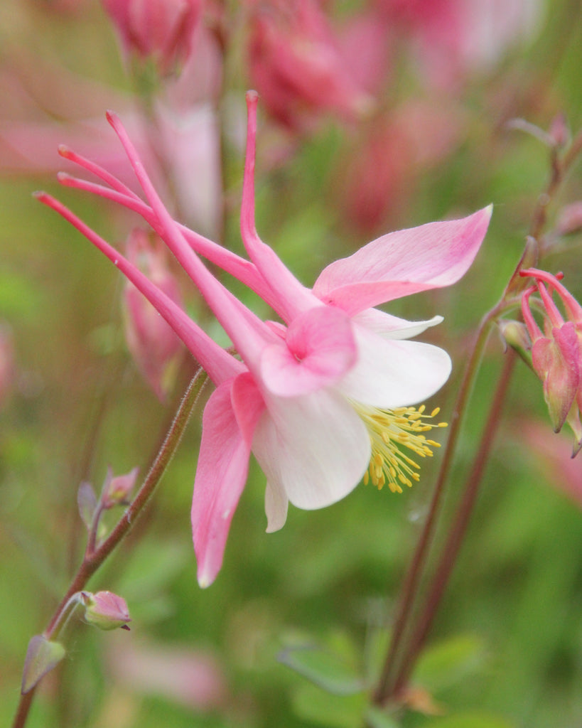Seitliche Nahaufnahme einer Blüte der Akelei (Aquilegia flabellata ‘Spring Magic Rosa-Weiß’) mit zart rosafarbenen und weißen Blütenblättern.