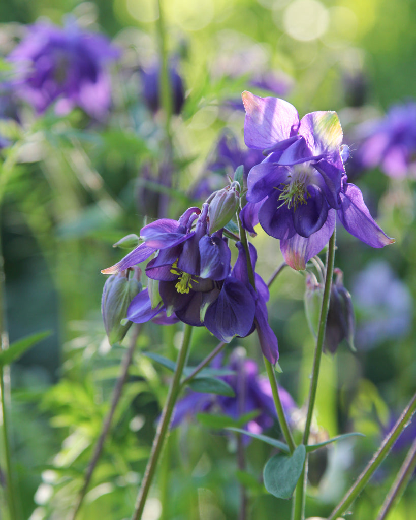 Mehrere Blüten der Akelei (Aquilegia vulgaris) blühend im Gartenbeet mit ihrem filigranen, natürlichen Erscheinungsbild.