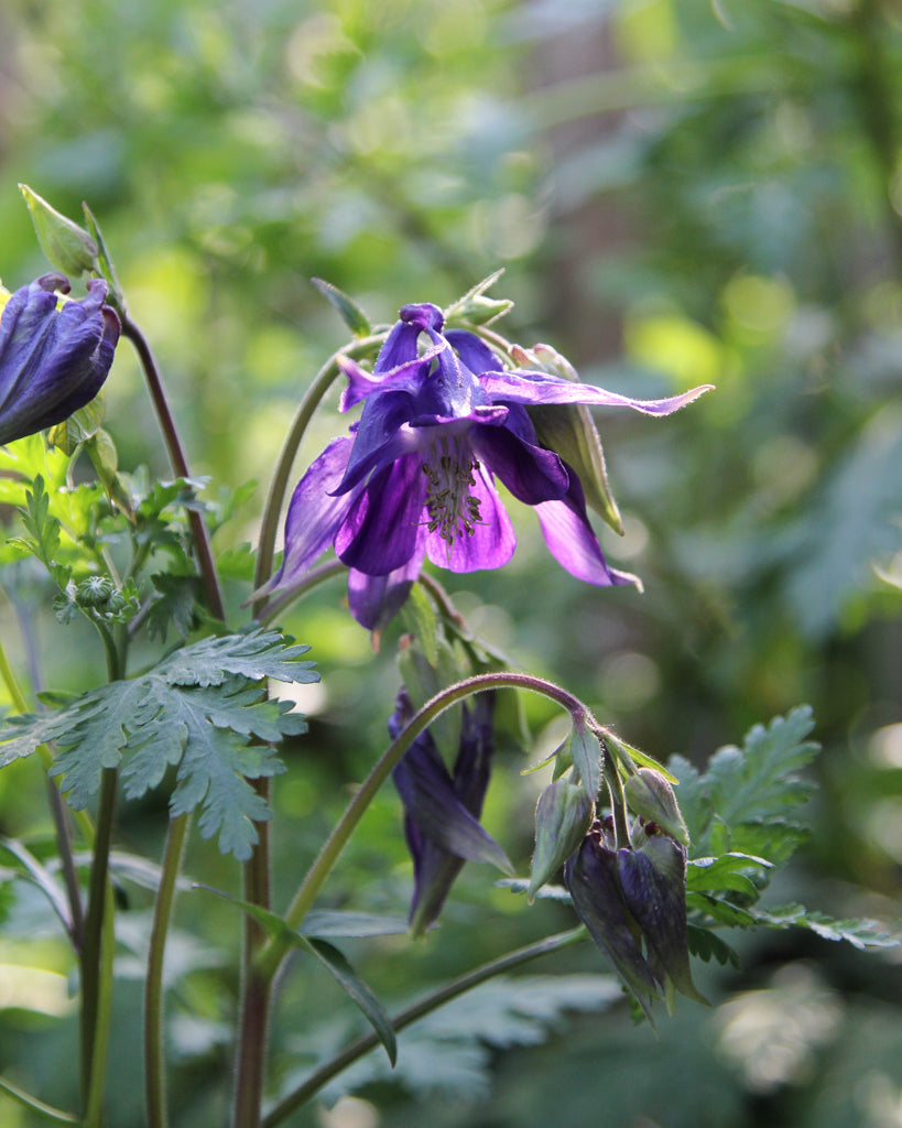 Nahaufnahme einer Blüte der Akelei (Aquilegia vulgaris) mit charakteristischer glockenförmiger Blütenstruktur.