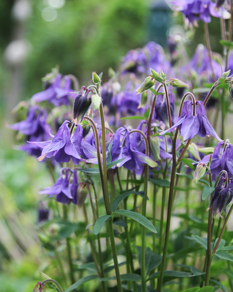Akeleien (Aquilegia vulgaris) im natürlichen Wuchs mit zarten Stielen, dekorativem Laub und eleganten Blüten.