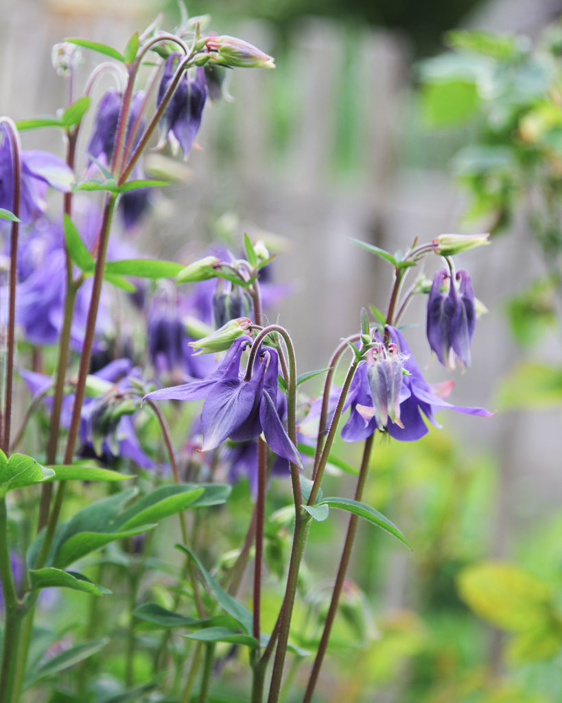 Mehrere Blüten der Akelei (Aquilegia vulgaris) blühend im Gartenbeet mit ihrem filigranen, natürlichen Erscheinungsbild.