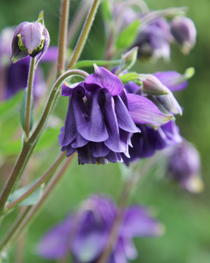 Seitliche Nahaufnahme einer gefüllten Blüte der Akelei (Aquilegia vulgaris ‘Blue Barlow’) in intensivem Blau-Violett.